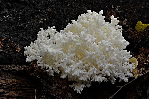 koralovec bukový Hericium coralloides (Scop.) Pers.