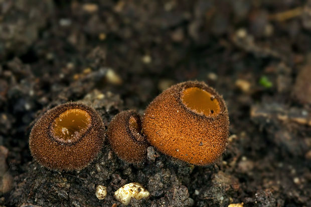 humária Humaria aurantia (Clem.) Häffner, Benkert & Krisai