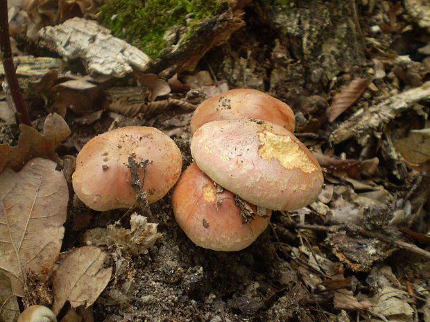 strapcovka tehlovočervená Hypholoma lateritium (Schaeff.) P. Kumm.