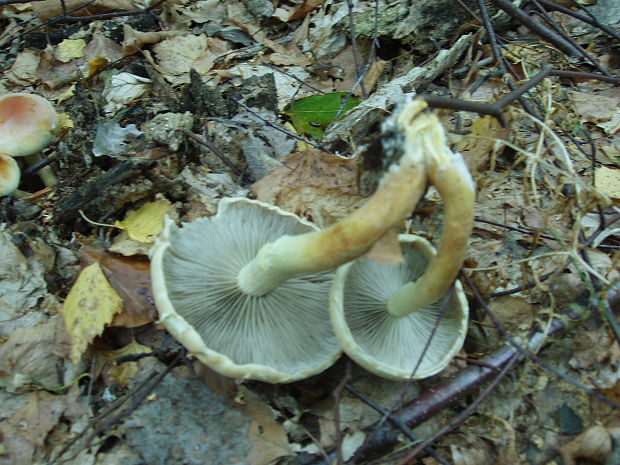 strapcovka Hypholoma sp.