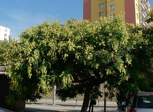 jeseňovec metlinatý Koelreuteria paniculata Laxm.