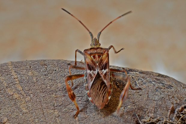 obrubnica americká Leptoglossus occidentalis