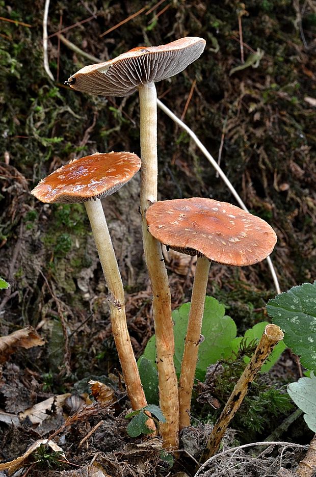 golierovka plavooranžová Leratiomyces squamosus (Pers.) Bridge & Spooner