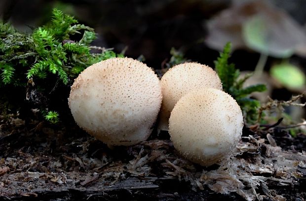 prášnica hruškovitá Lycoperdon pyriforme Schaeff.