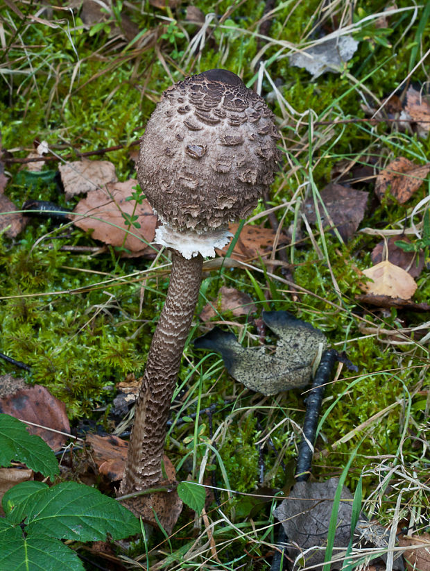 bedľa vysoká Macrolepiota procera (Scop.) Singer