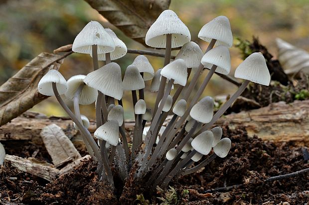 prilbička olivovožltá Mycena arcangeliana Bres.