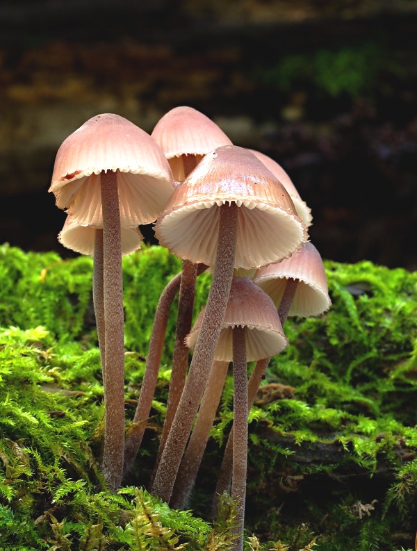 prilbička krvavomliečna Mycena haematopus (Pers.) P. Kumm.