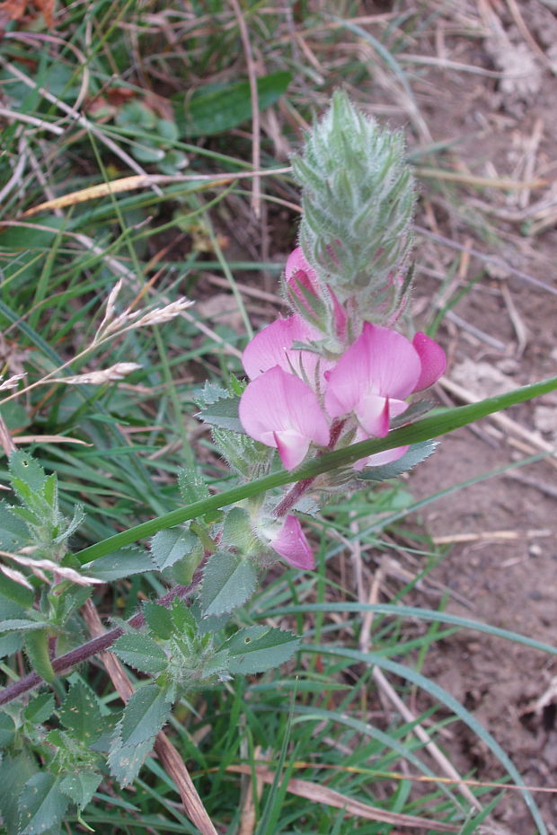 ihlica roľná Ononis arvensis L.