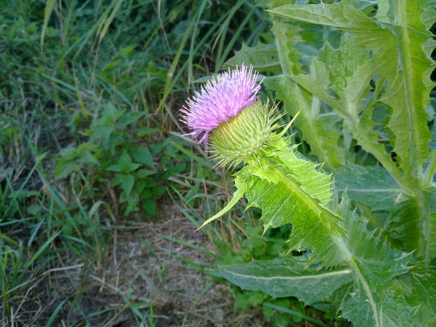 ostropes obyčajný Onopordum acanthium L.