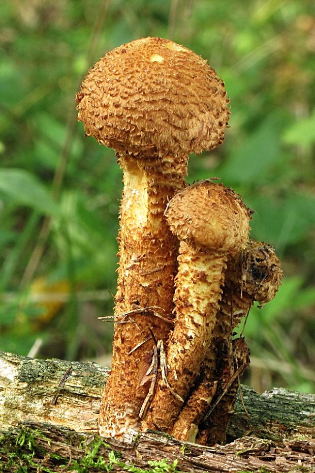 šupinovka šupinatá-šupinovka kostrbatá Pholiota squarrosa (Vahl) P. Kumm.