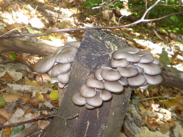 hliva ustricovitá Pleurotus ostreatus (Jacq.) P. Kumm.