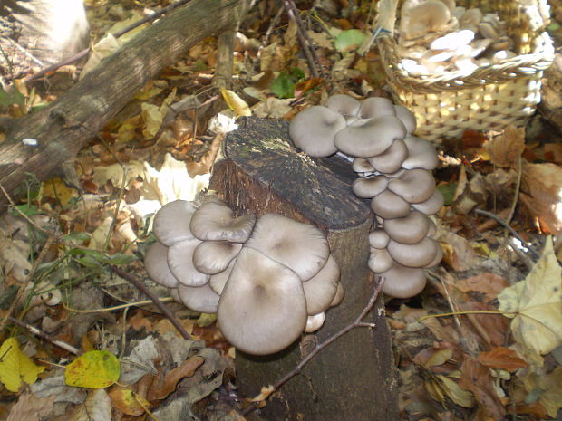 hliva ustricovitá Pleurotus ostreatus (Jacq.) P. Kumm.