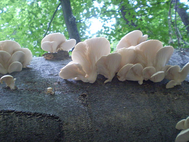 hliva buková Pleurotus pulmonarius (Fr.) Quél.