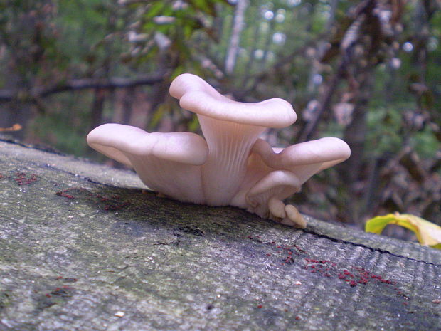 hliva buková Pleurotus pulmonarius (Fr.) Quél.