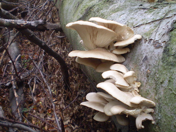 hliva buková Pleurotus pulmonarius (Fr.) Quél.