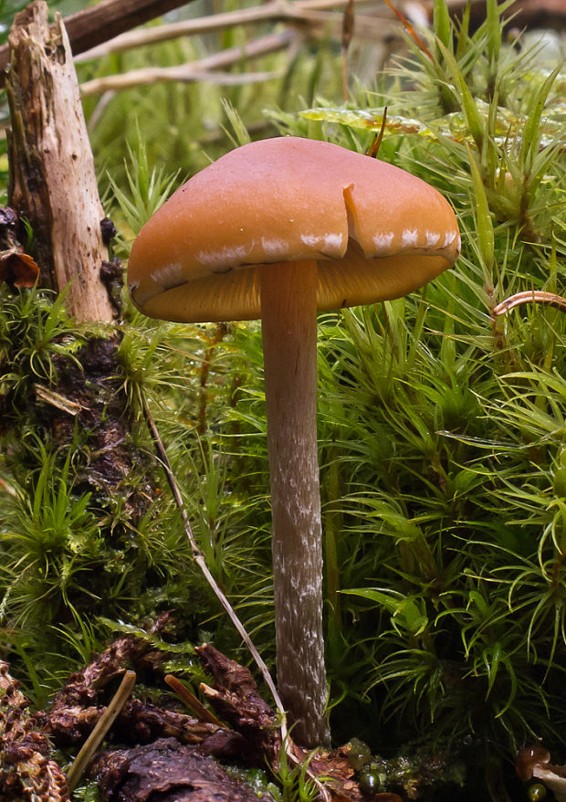 drobuľka Psathyrella sp.