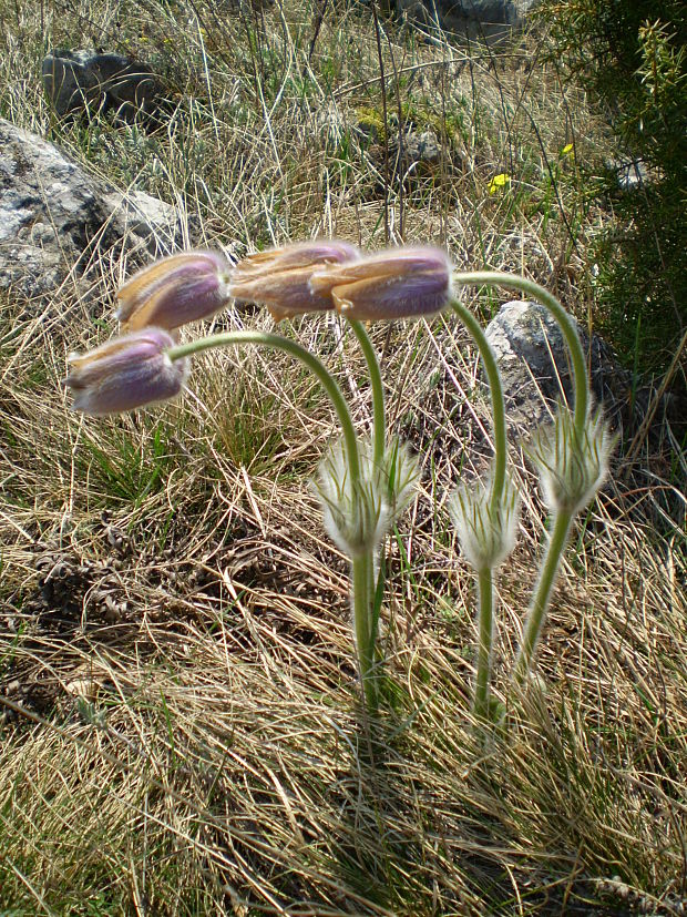 poniklec slovenský Pulsatilla slavica Reuss