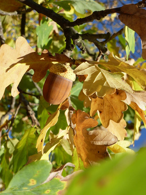 dub letný Quercus robur L.