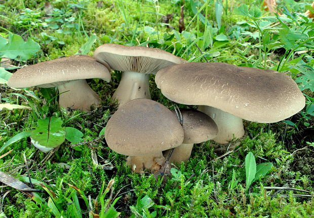 čírovka šupinkatá Tricholoma imbricatum (Fr.) P. Kumm.