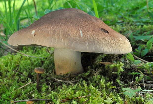 čírovka šupinkatá Tricholoma imbricatum (Fr.) P. Kumm.