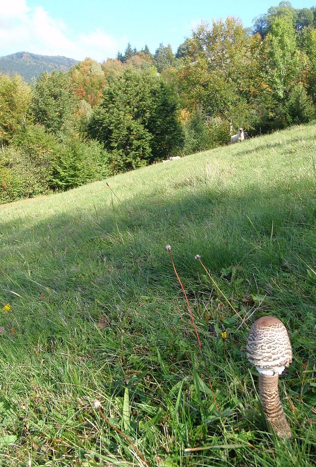 lúka-pasienok s bedľou vysokou a ovcou v pozadí