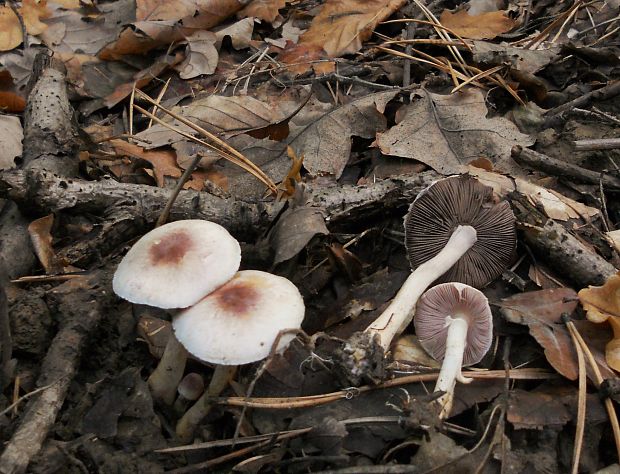 pečiarka sladkastá Agaricus dulcidulus Schulzer