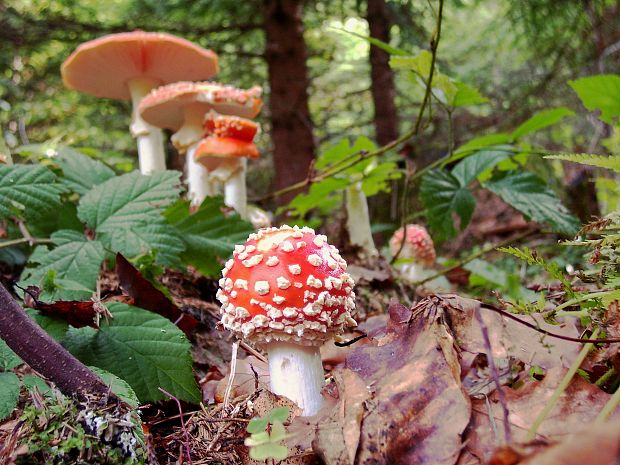 muchotrávka červená Amanita muscaria (L.) Lam.