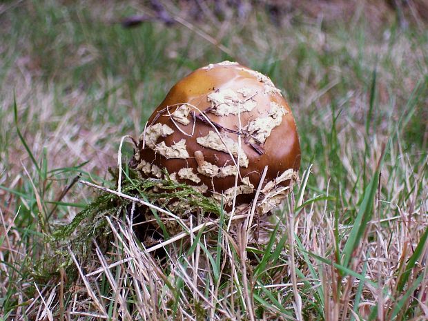 muchotrávka tigrovaná Amanita pantherina (DC.) Krombh.