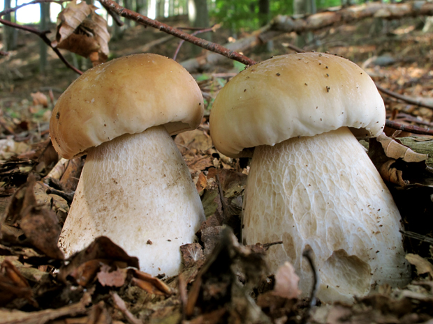 hríb smrekový Boletus edulis Bull.