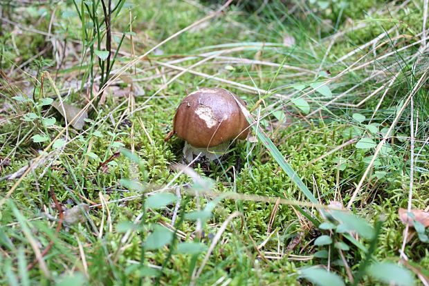 hríb smrekový Boletus edulis Bull.