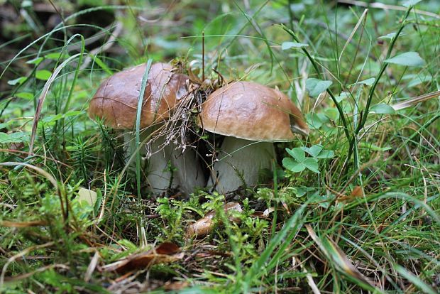 hríb smrekový Boletus edulis Bull.