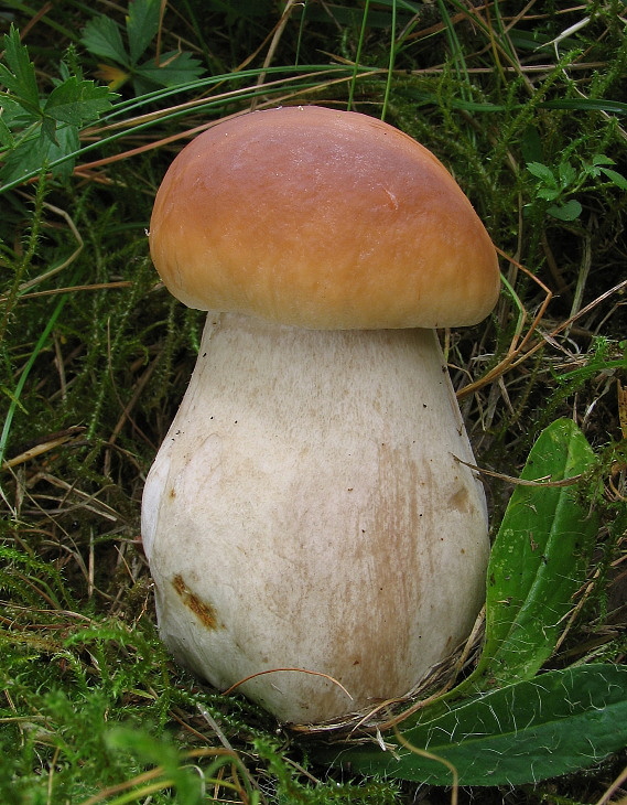 hríb smrekový Boletus edulis Bull.