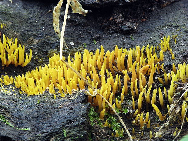 parôžkovec malý Calocera cornea (Fr.) Loud.