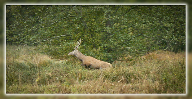 jeleň lesný Cervus elaphus