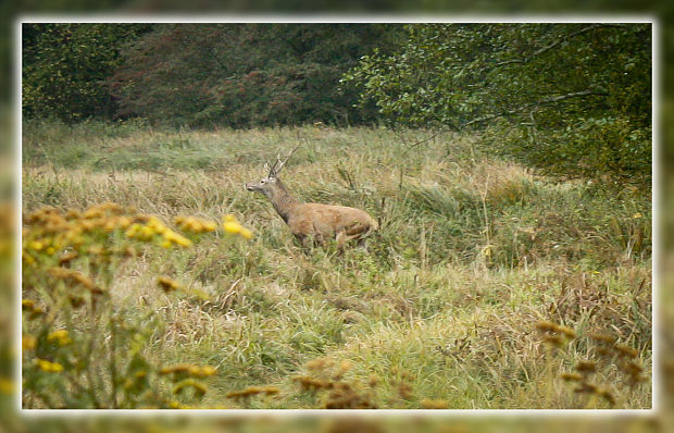 jeleň lesný Cervus elaphus