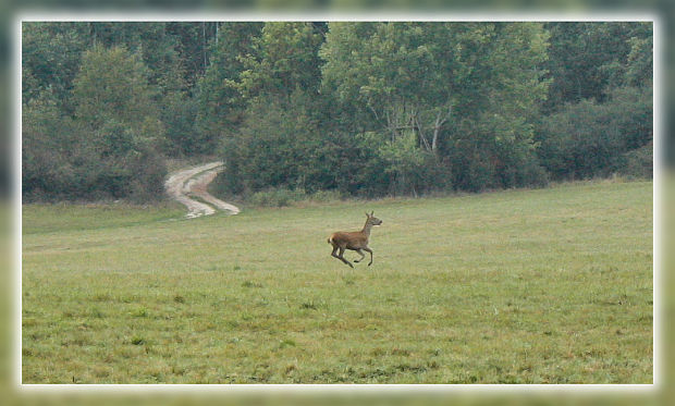 jeleň lesný Cervus elaphus