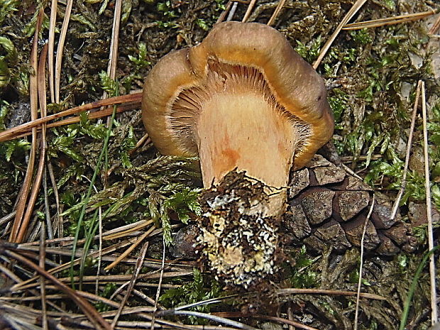 sliziak lepkavý Chroogomphus rutilus (Schaeff.) O.K. Mill.