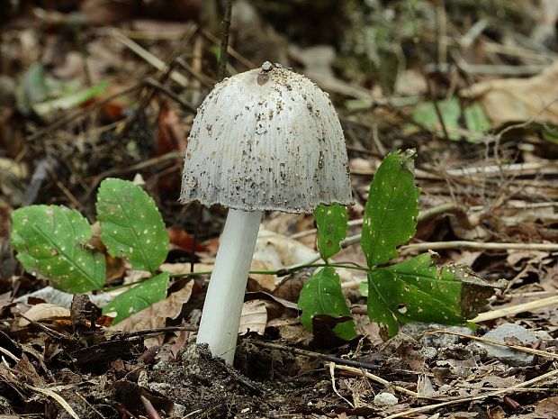 hnojník atramentový Coprinopsis atramentaria (Bull.) Redhead, Vilgalys & Moncalvo