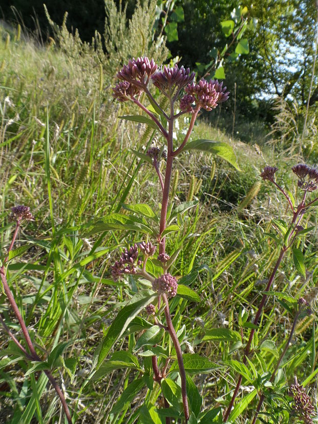 konopáč obyčajný Eupatorium cannabinum L.