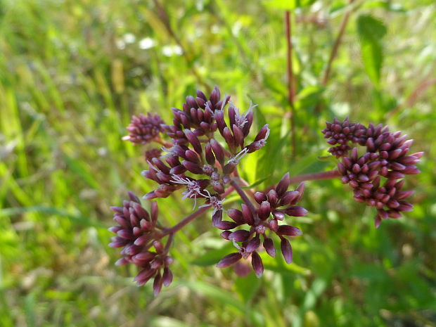 konopáč obyčajný Eupatorium cannabinum L.