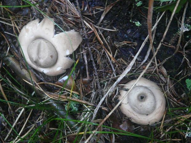 hviezdovka Geastrum sp.