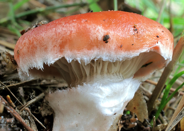 sliziak ružový Gomphidius roseus (Fr.) Oudem.