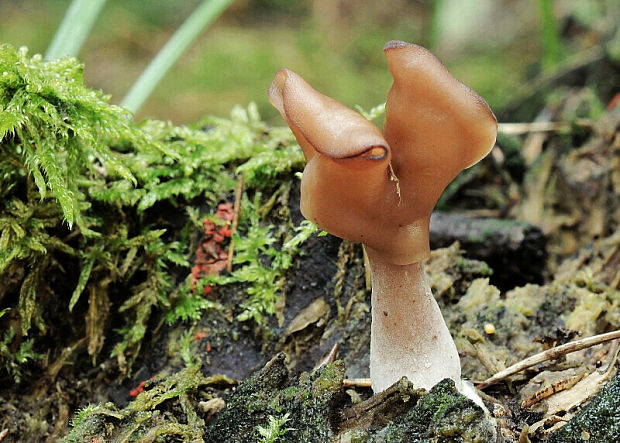 ušiak mitrovitý Gyromitra infula (Schaeff.) Quél.