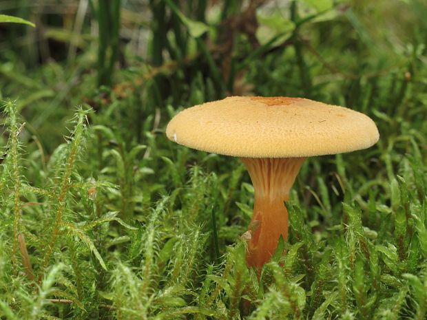 líška oranžová Hygrophoropsis aurantiaca (Wulfen) Maire