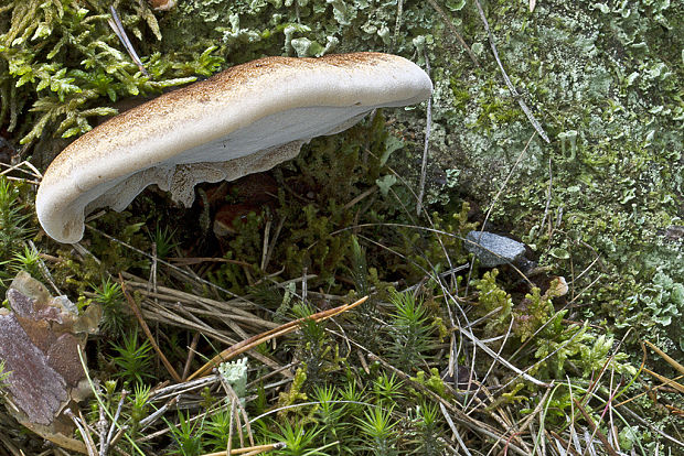 láziochlena obyčajná Ischnoderma benzoinum (Wahlenb.) P. Karst.