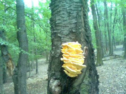 sírovec obyčajný Laetiporus sulphureus (Bull.) Murrill