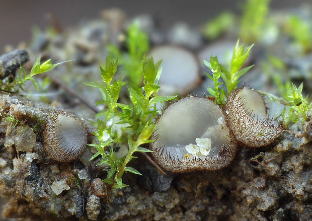 Lasiobolidium boudieri (Grelet) Van Vooren & Valade