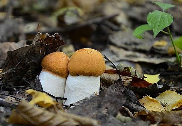 kozák osikový Leccinum albostipitatum den Bakker & Noordel.