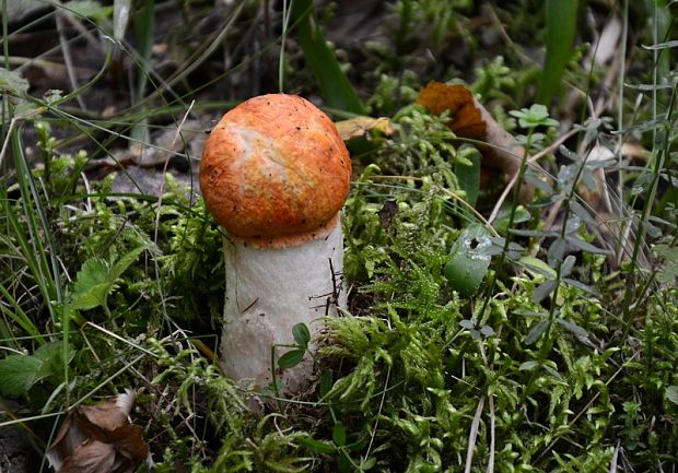 kozák osikový Leccinum albostipitatum den Bakker & Noordel.