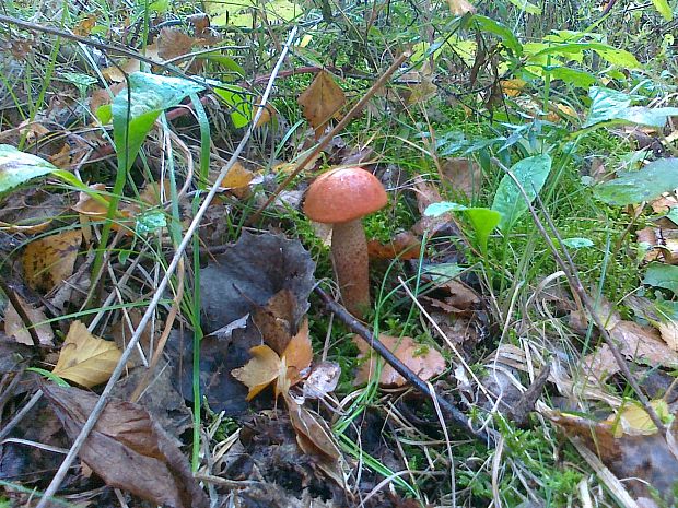 kozák dubový Leccinum aurantiacum (Bull.) Gray